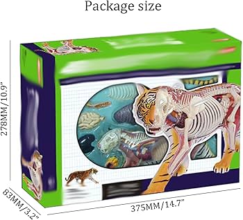 Merten HO 人体模型、動物模型セットまとめ売り 61ZERXNwc+L._AC_UF350,